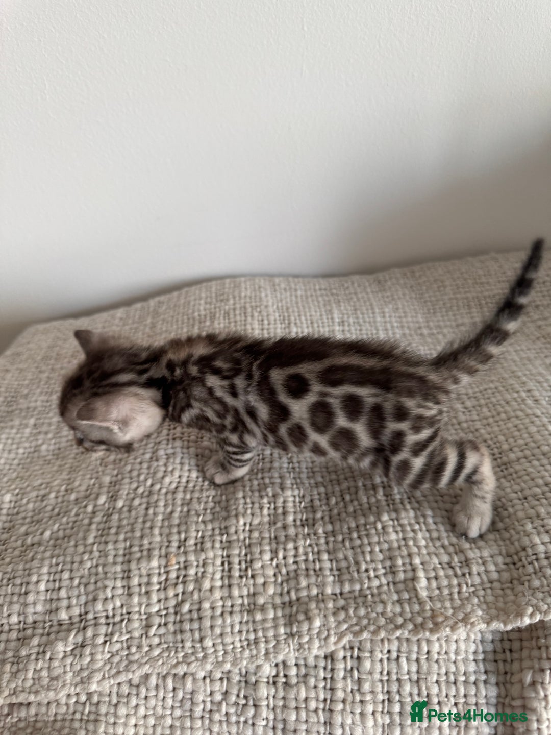 Bengal cats for sale: Milo & Maya’s beautiful pure Bengal babies 🐾 - Image 3