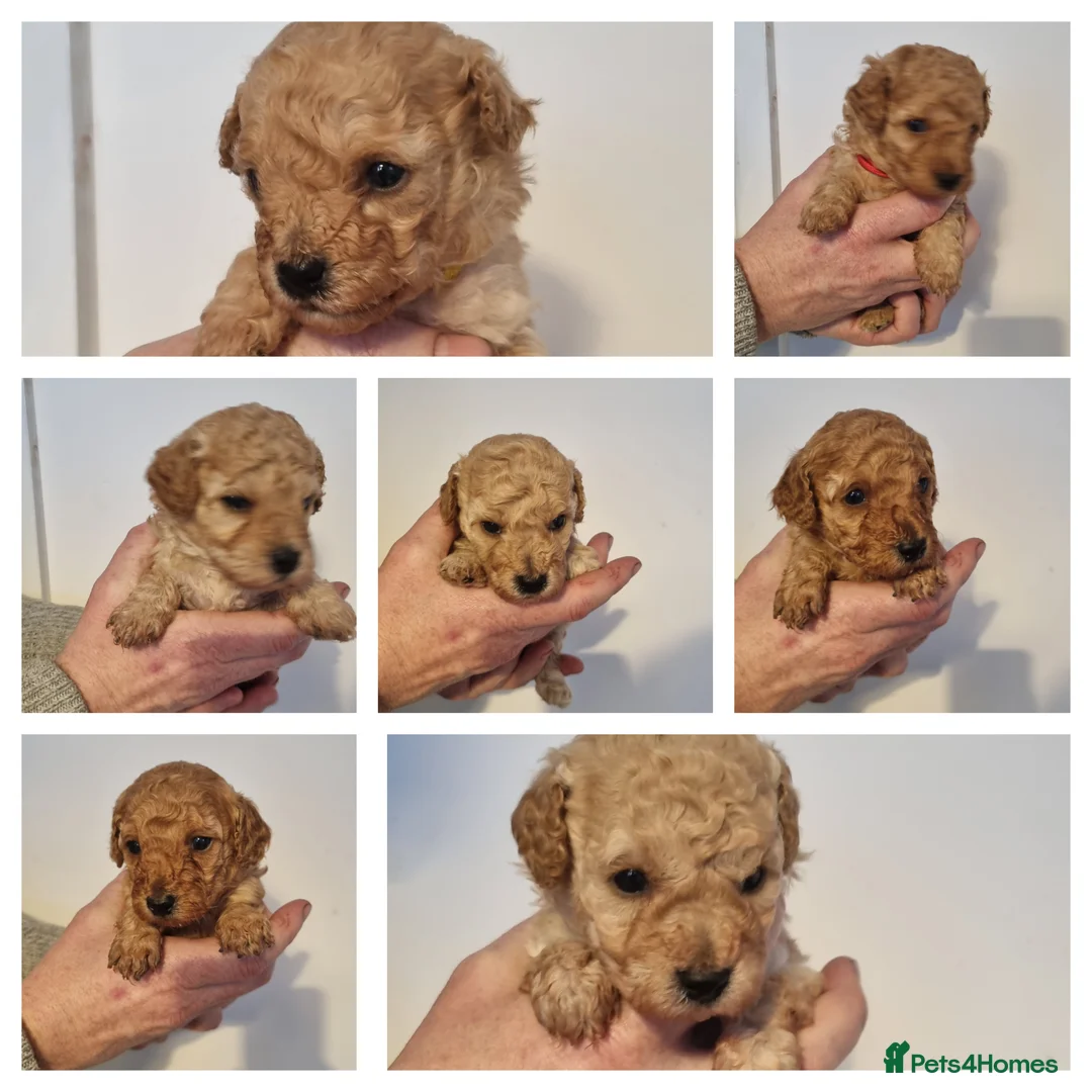 Cavapoo dogs for sale: F1b cavapoos  - Advert 8