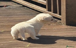Mixed Breed dogs for sale: Chiweenie Long Haired Pups (Dachshund x Chihuahua) - Image 8