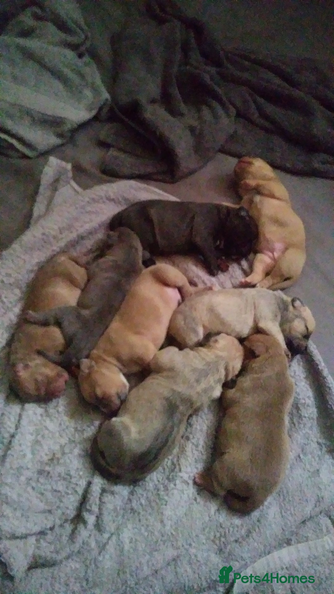Mixed Breed dogs for sale: 4 beautiful pocket bully/mixed - Image 18