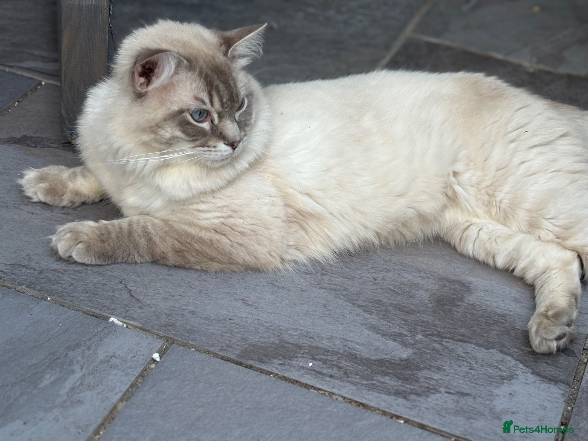 Ragdoll cats for stud: GCCF registered Ragdoll Stud  - Advert 1