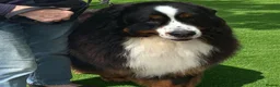 Bernese Mountain Dog dogs for sale: Re-homing female bernese mountain puppy - Advert 15