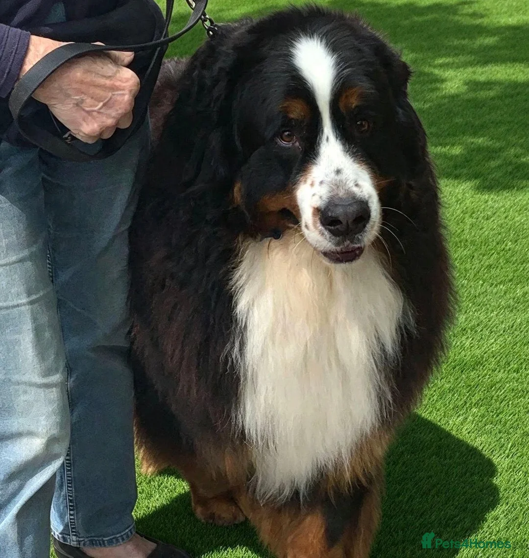 Bernese Mountain Dog dogs for sale: Re-homing female bernese mountain puppy - Advert 15