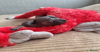 Mexican Hairless dogs - Advert 2