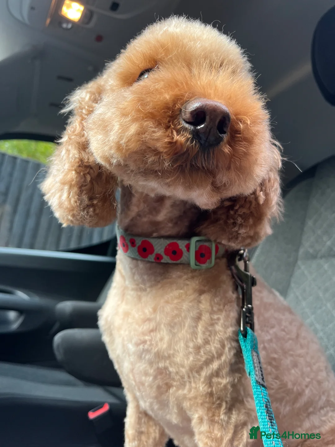 Cockapoo dogs for sale: Cockapoo for rehome in Southampton - Advert 1