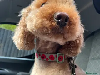 Cockapoo dogs Cockapoo for rehome - Advert 1