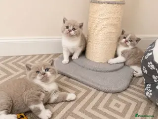 British Shorthair cats Stunning British Shorthair kittens - Advert 6