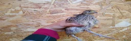 Quail poultry for sale: Female coturnix brown or white jumbo quails  - Advert 5