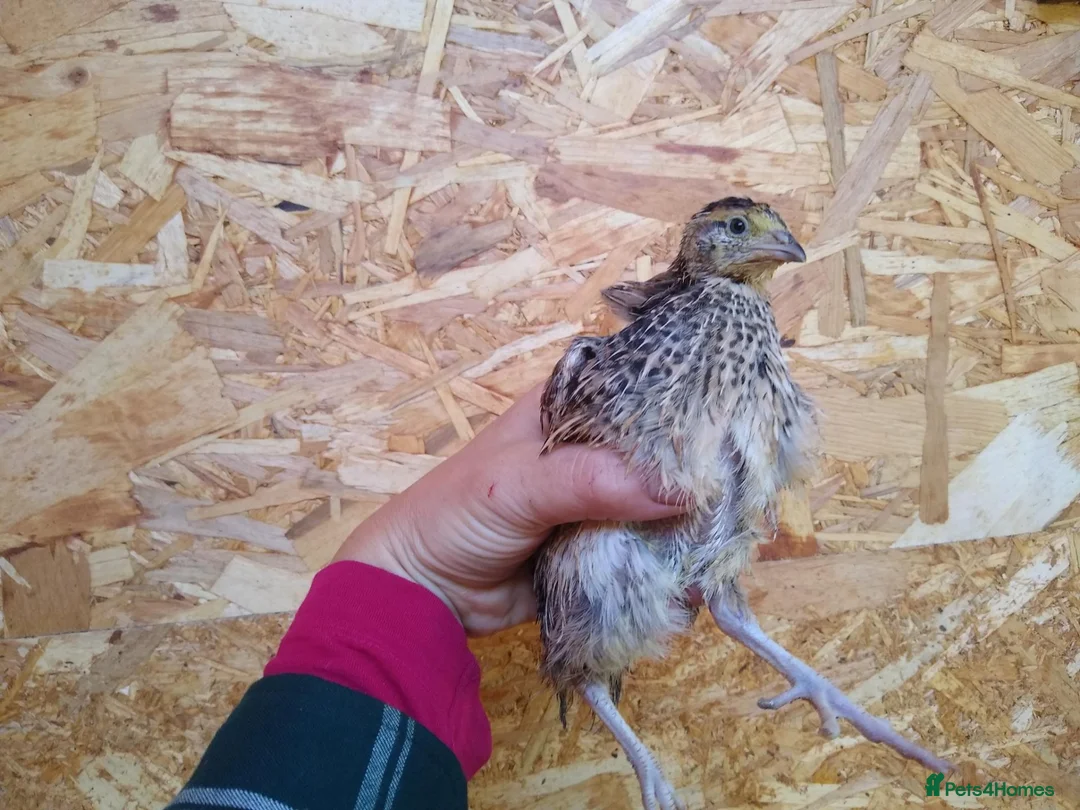 Quail poultry for sale: Female coturnix brown or white jumbo quails  - Advert 5