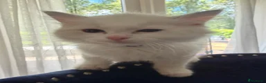 Ragdoll 4