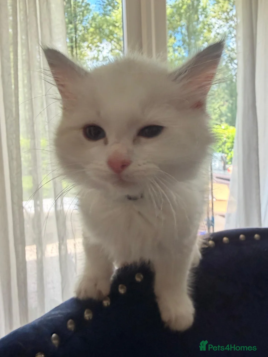 Ragdoll cats for sale: Four gorgeous Ragdoll kittens  - Advert 2