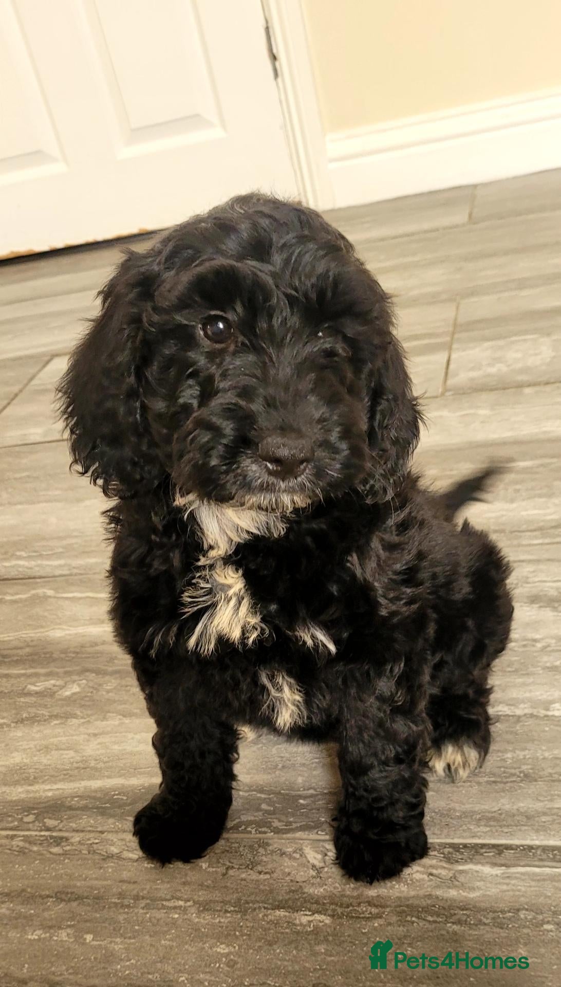 Cockapoo dogs F1 Cockapoo puppies PRA CLEAR Red - Advert 2