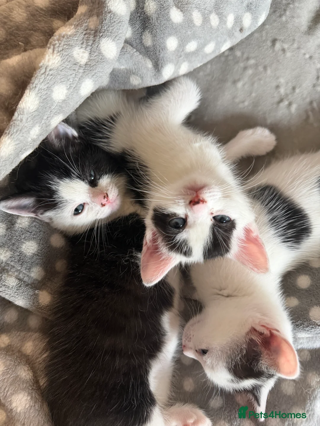 Domestic Shorthair cats for sale: Beautiful Healthy Kittens & Young Mother Cat - Advert 2