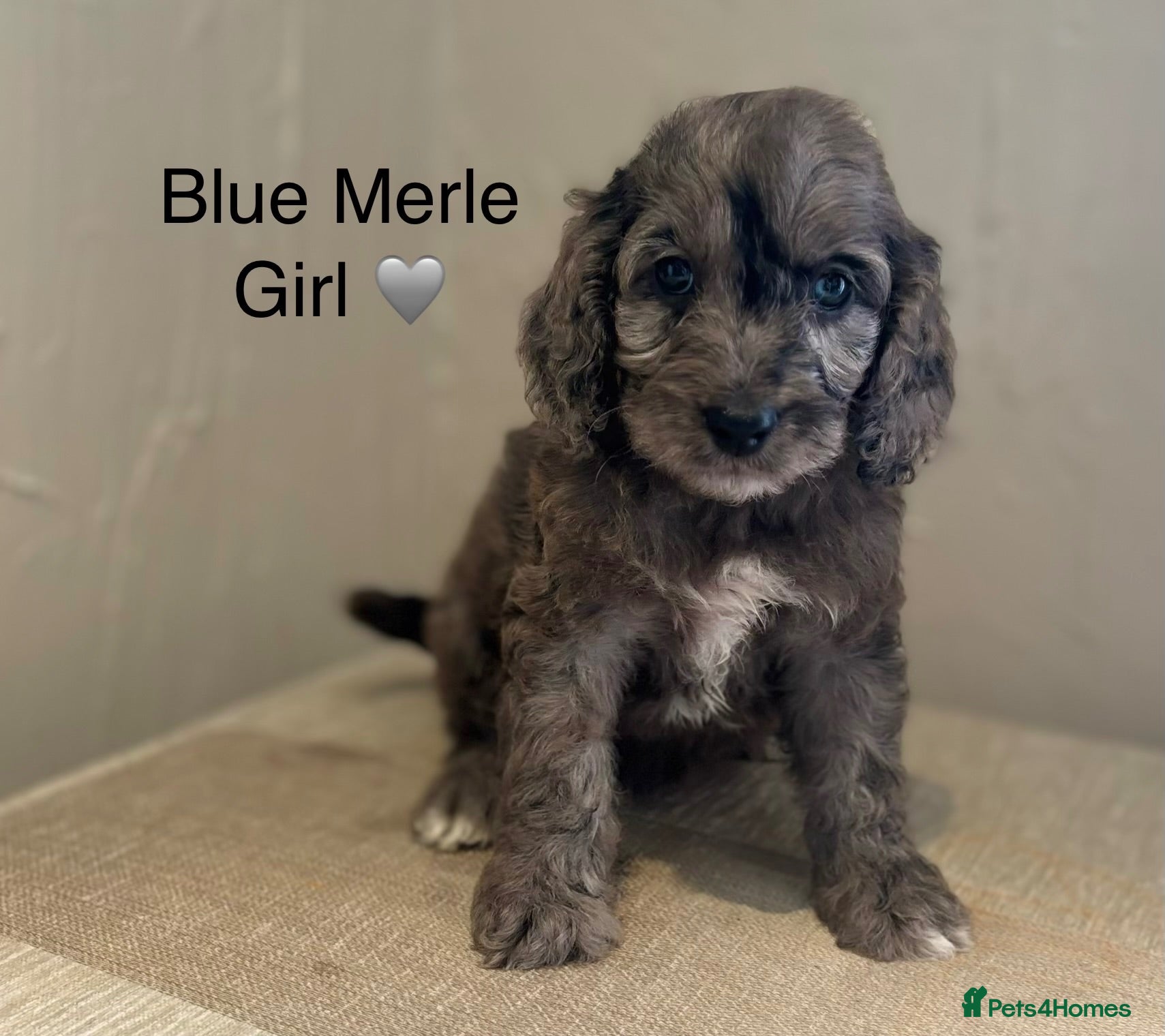 Cockapoo dogs Beautiful F1 Cockapoo Puppies! Ready Now! - Advert 1