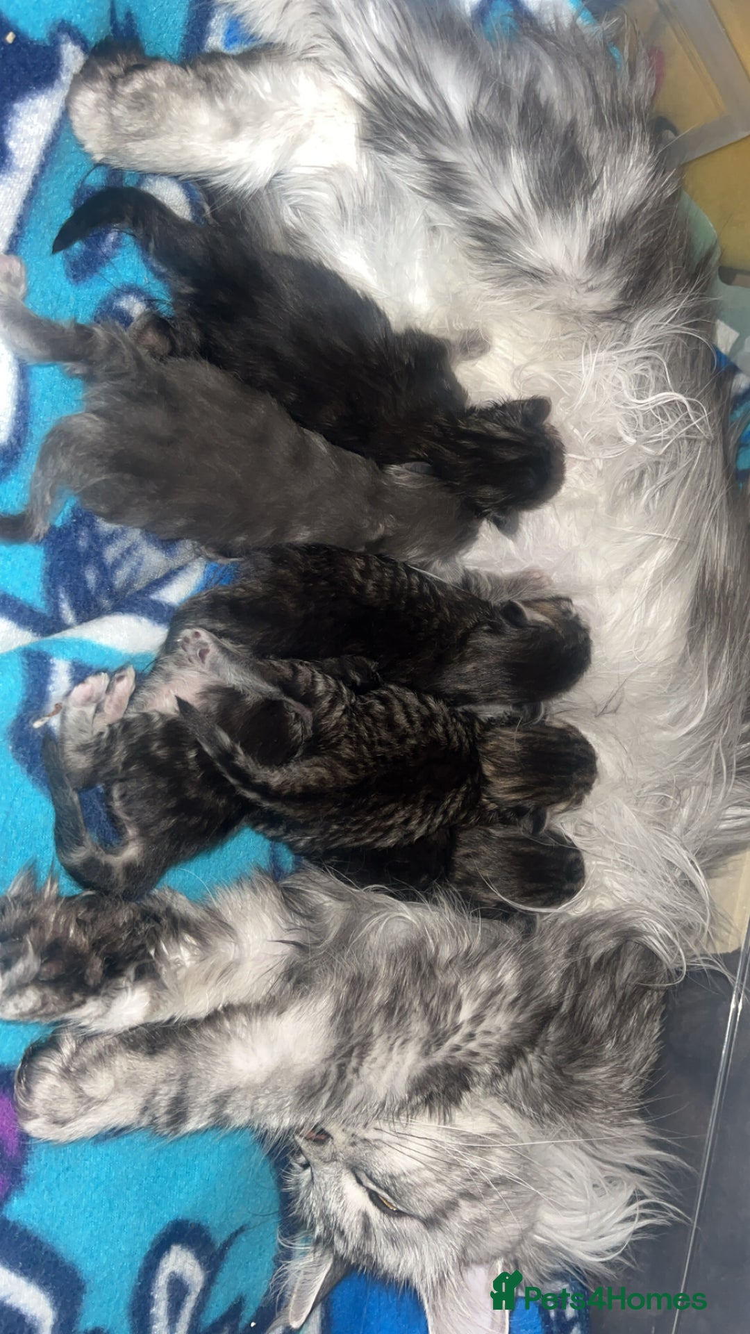 Maine Coon cats for sale: Maine coon cross  - Image 3