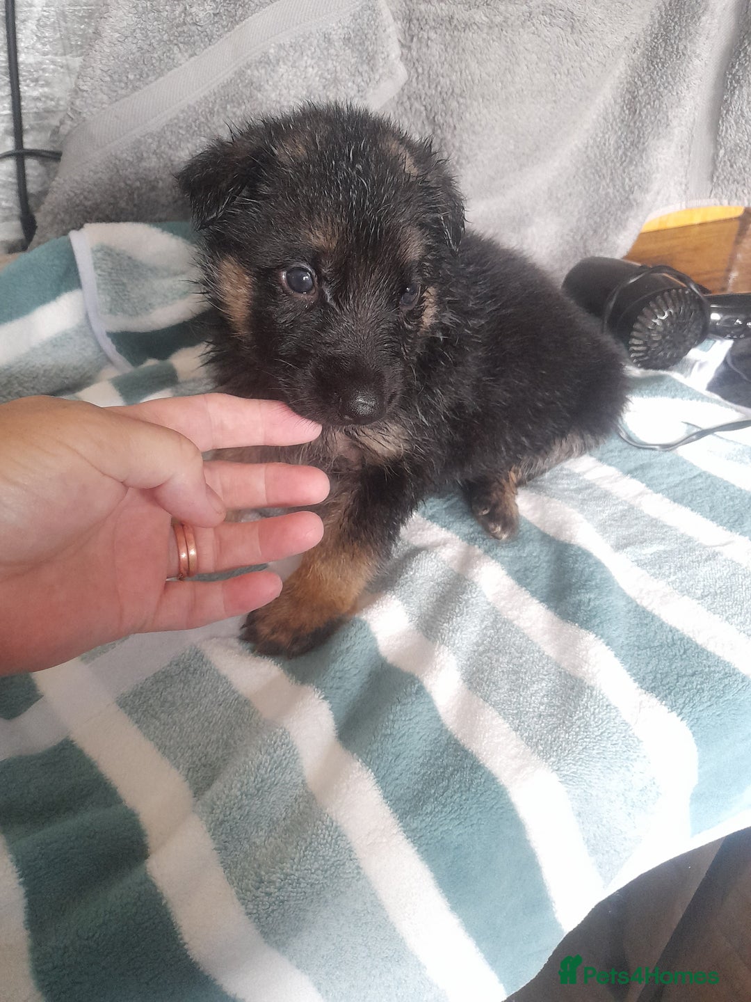 German Shepherd dogs for sale: Beautiful German shepherd pups - Image 11