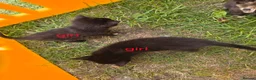 Mixed Breed cats for sale: The little kittens are looking for new homes. - Advert 3