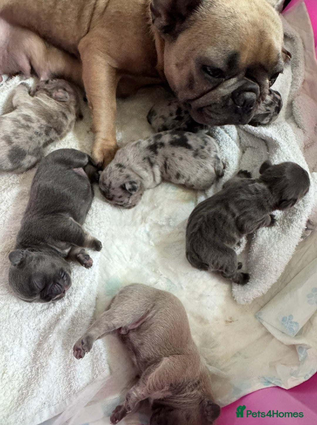 French Bulldog dogs for sale: Beautiful French Bulldog pups 5 girls 1 boy - Image 8