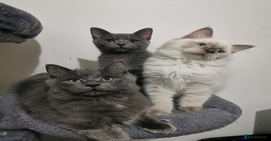 Ragdoll cats - Advert 14