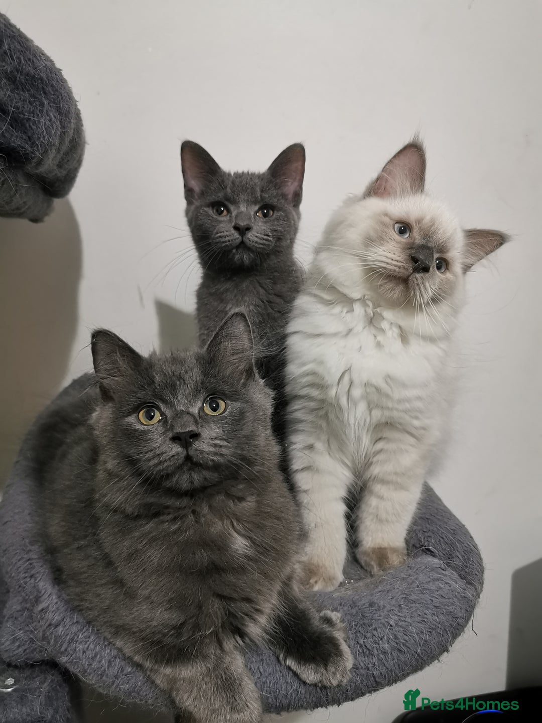 Ragdoll cats for sale: Stunning Ragdoll kittens - Image 2