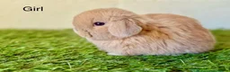 Mini Lop rabbits for sale: Adorable Mini Lop Bunny Pair and hutch for Sale 🐰 in Wednesbury - Advert 3