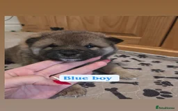 Japanese Shiba Inu dogs for sale: Shiba Inu – 5 Puppies  - Advert 17