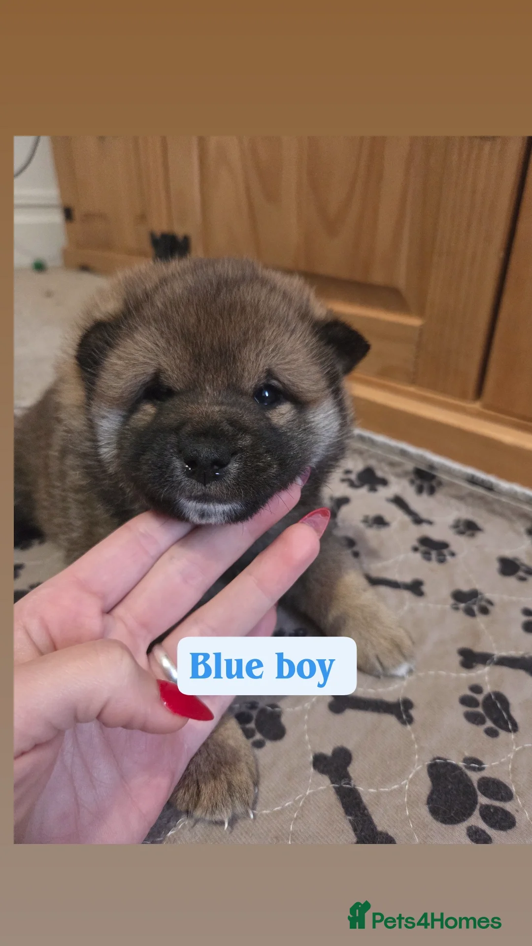 Japanese Shiba Inu dogs for sale: Shiba Inu – 5 Puppies  - Advert 17