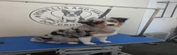 Australian Shepherd dogs for sale: Australian shepherd looking for a new home  - Advert 8