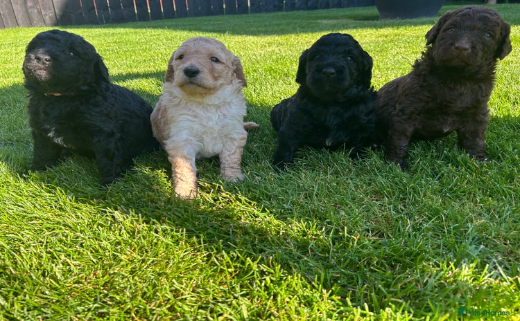 Bernedoodle dogs - Advert 1