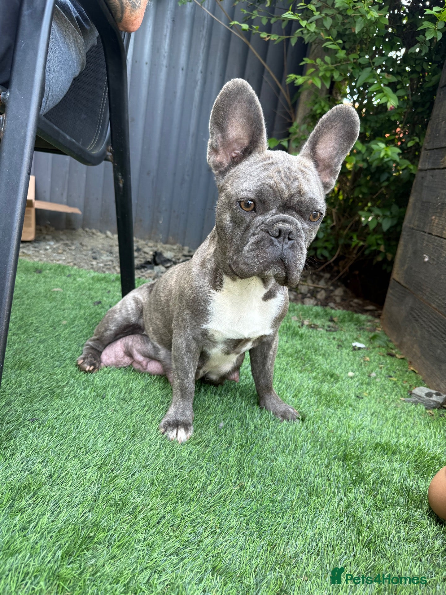 French Bulldog dogs French bulldog puppies - Advert 1