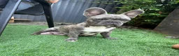 French Bulldog dogs for sale: French bulldog puppies in Dumfries - Advert 1