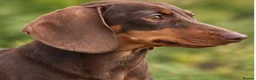 Miniature Dachshund dogs for sale: KC Mini Dachshund Puppies – Ultra Low 0.9% COI - Advert 9