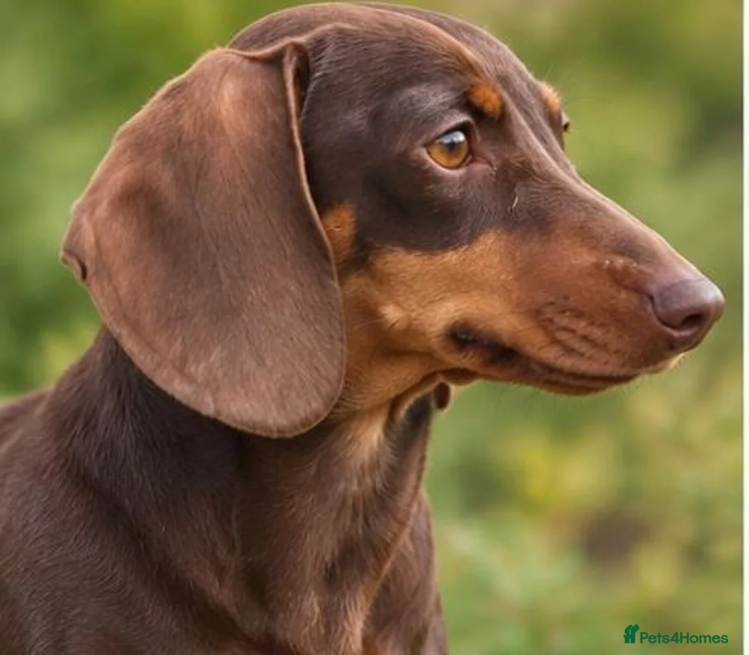 Miniature Dachshund dogs for sale: KC Mini Dachshund Puppies – Ultra Low 0.9% COI - Advert 9