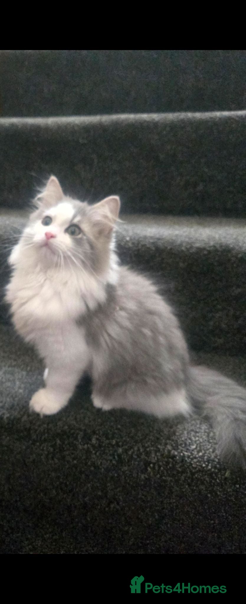 Persian cats Persian cross Ragdoll male - Advert 1