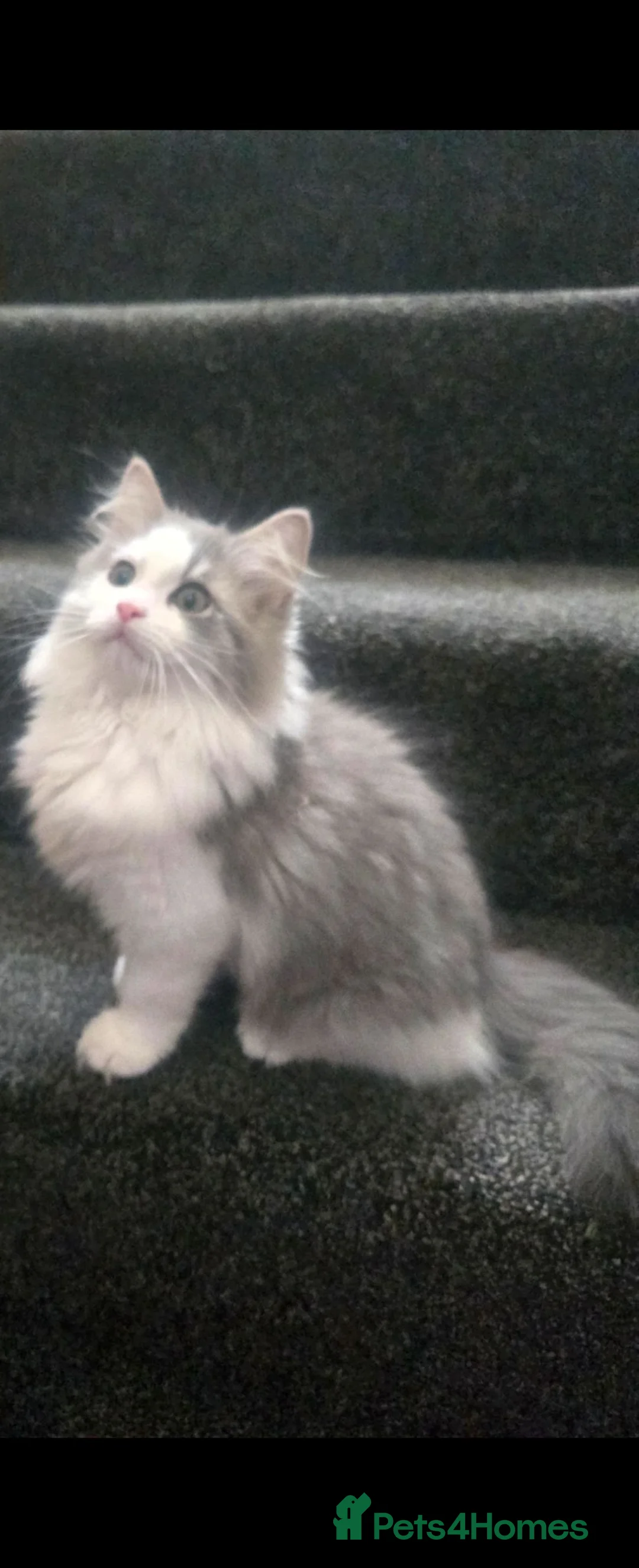 Persian cats for sale: Persian cross Ragdoll male - Advert 1