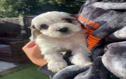 Mixed Breed dogs for sale: Cockapoo x Maltese (Maltipoo) - Image 23