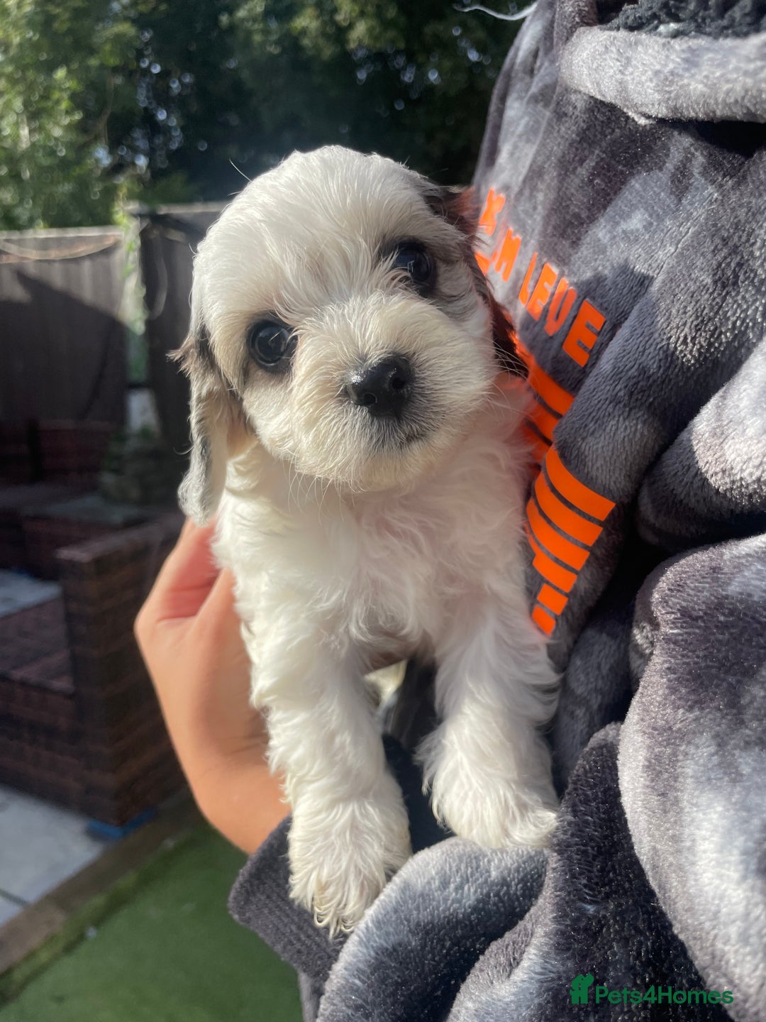 Mixed Breed dogs for sale: Cockapoo x Maltese (Maltipoo) - Image 23