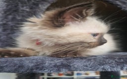 Ragdoll cats for sale:  FIFe Registered Ragdoll Kittens Champion Line - Image 28