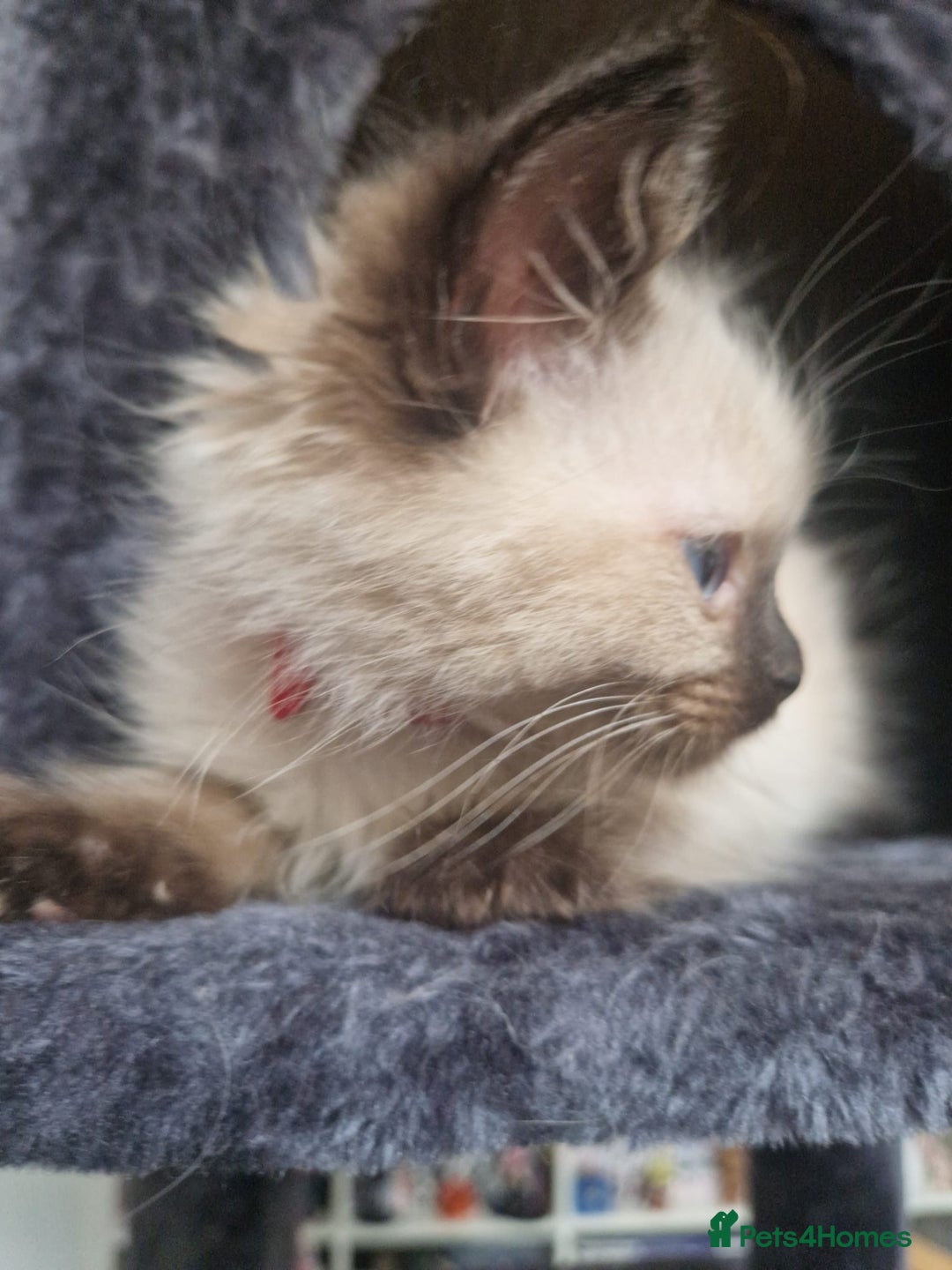Ragdoll cats for sale:  FIFe Registered Ragdoll Kittens Champion Line - Image 28