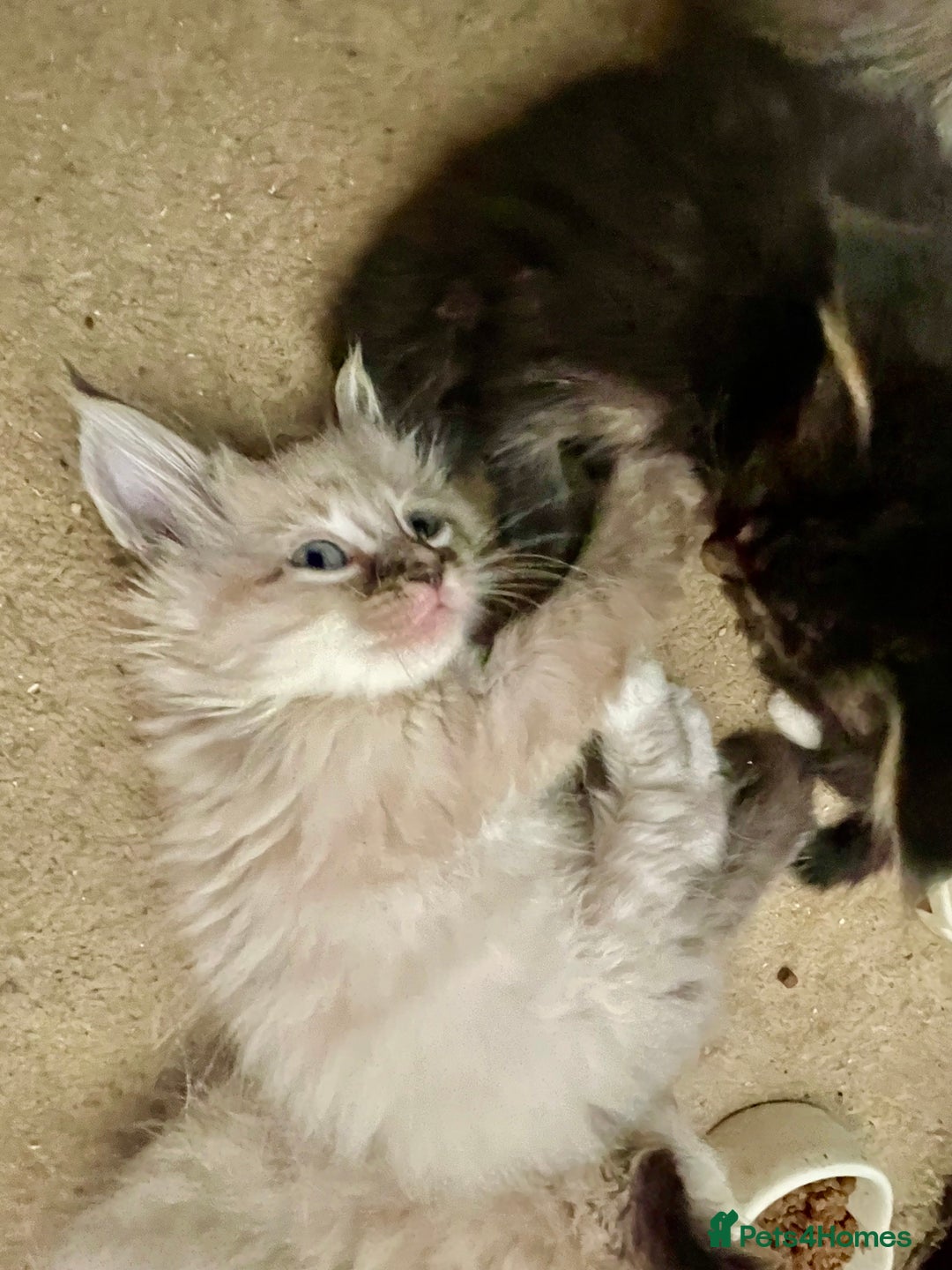 Mixed Breed cats for sale: Ragdoll x maincoon kittens available now - Image 4