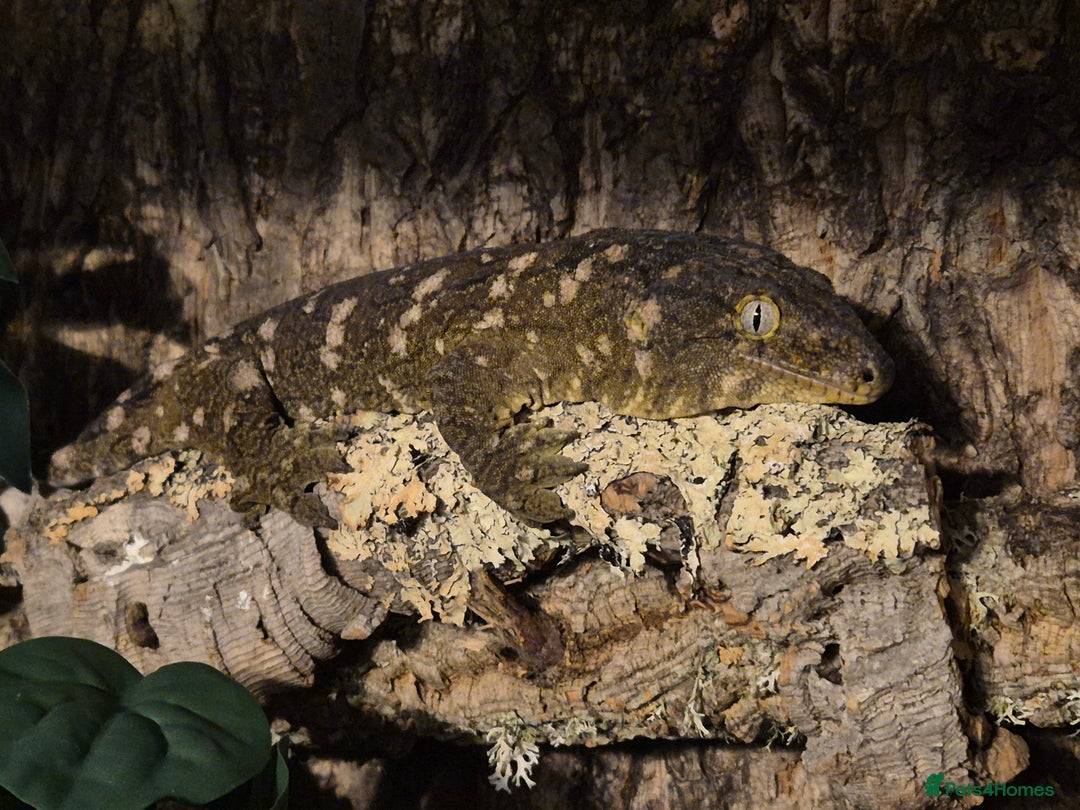 Gecko reptiles for sale: Giant Gecko (leachianus) + Setup - Advert 3