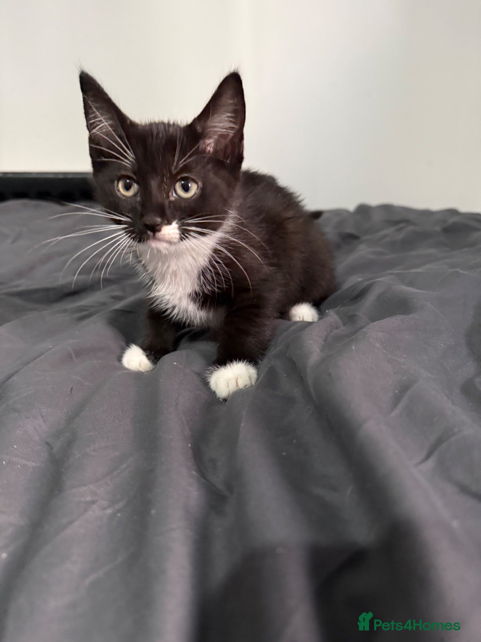Mixed Breed cats Black and white kitten - Advert 7