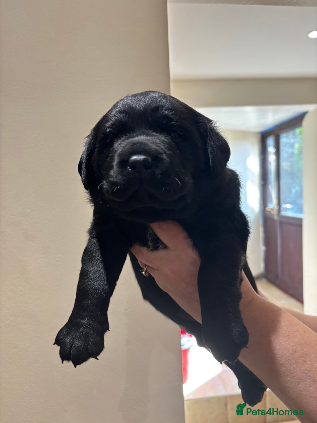 Labrador Retriever dogs for sale: Fully innoculated  show type black female  in Halifax - Image 7