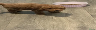 Toy Poodle 3