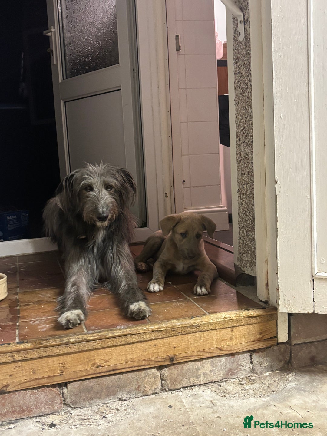 Lurcher dogs for sale: Beautiful lurcher puppies - Image 5