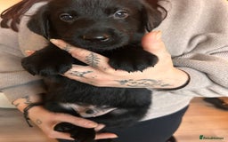 Mixed Breed dogs for sale: Labernese puppies. 5 boys available.  - Advert 8