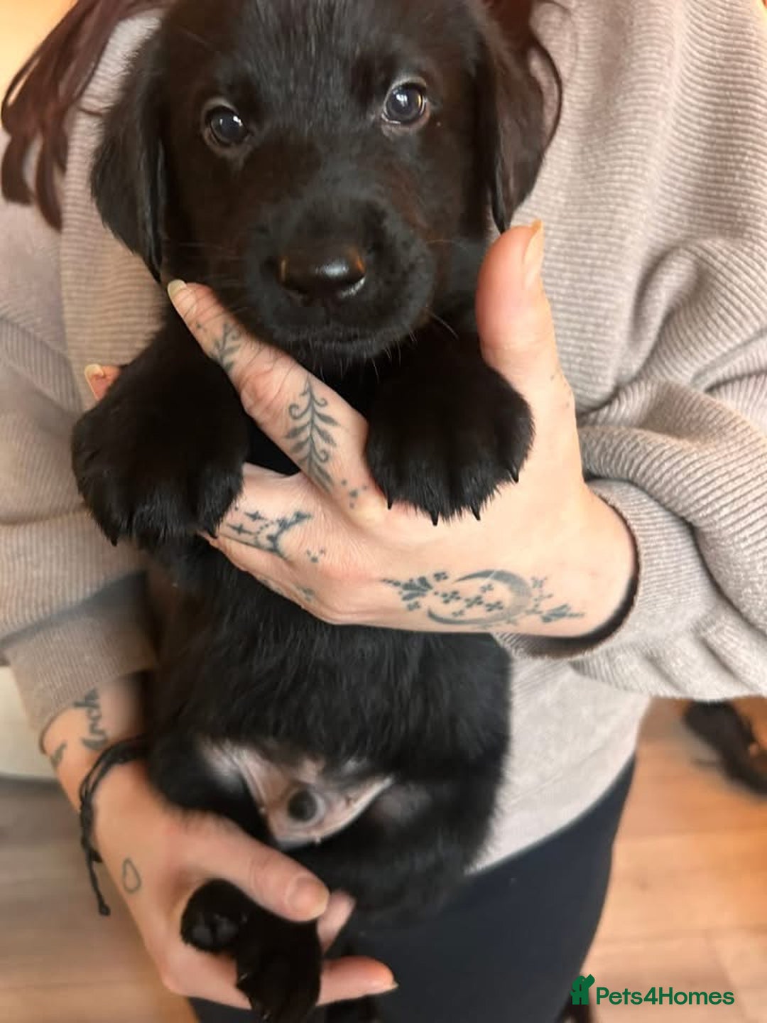 Mixed Breed dogs for sale: Labernese puppies. 5 boys available.  - Advert 8