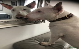 Bull Terrier dogs for sale:  🇬🇧 BULLYVIEW BULL TERRIERS - Image 1