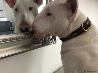 Bull Terrier dogs - Advert 2