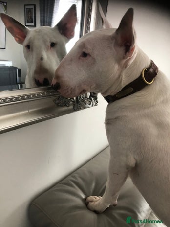 Bull Terrier dogs - Advert 3